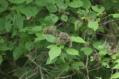 Heliocarpus donnellsmithii