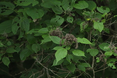 Heliocarpus donnellsmithii
