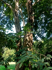 Lagerstroemia loudonii