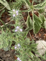 Verbena bracteata