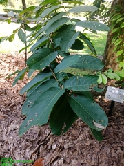 Lagerstroemia loudonii
