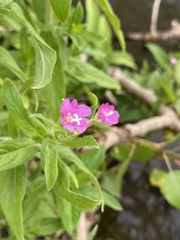 Epilobium