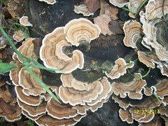 Trametes versicolor