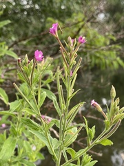 Epilobium