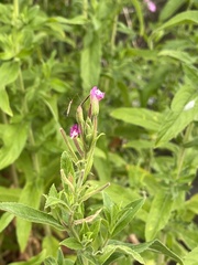 Epilobium