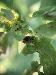 Ophraella notulata