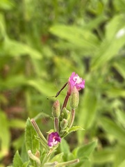 Epilobium