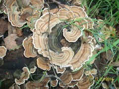 Trametes versicolor