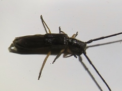 Tessaropa tenuipes