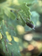 Ophraella notulata