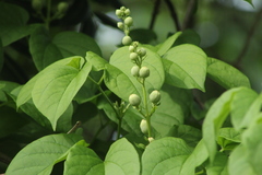 Amphilophium crucigerum