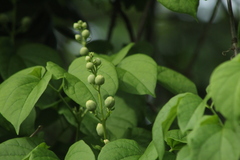 Amphilophium crucigerum