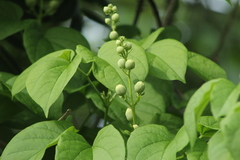 Amphilophium crucigerum