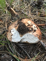 Boletus rubriceps