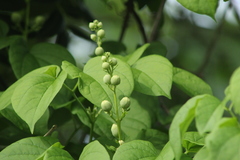 Amphilophium crucigerum