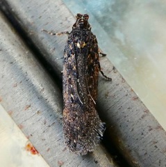 Gelechiini