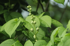 Amphilophium crucigerum