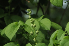 Amphilophium crucigerum