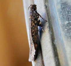 Gelechiini