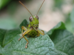 Micropodisma salamandra