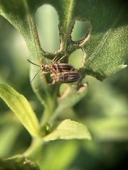 Ophraella notulata