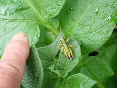 Micropodisma salamandra