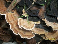 Trametes versicolor
