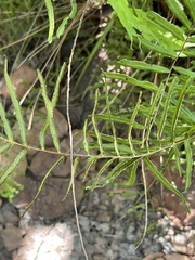 Pteris bahamensis