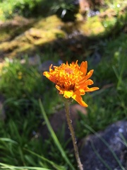 Raillardella pringlei