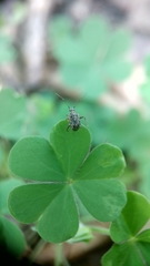 Charagochilus