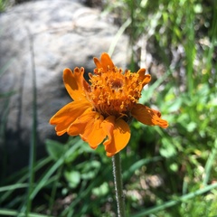 Raillardella pringlei