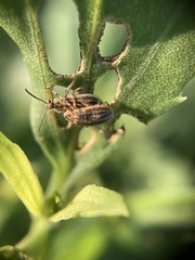 Ophraella notulata