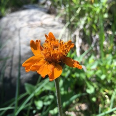 Raillardella pringlei