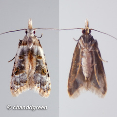 Metacosmesis laxeuta