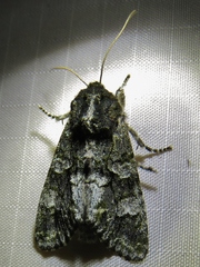 Copivaleria grotei