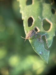 Ophraella notulata