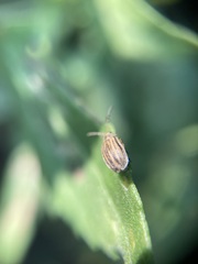 Ophraella notulata