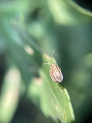 Ophraella notulata