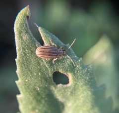 Ophraella notulata