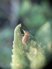 Ophraella notulata