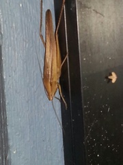 Neoconocephalus triops