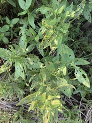 Ophraella notulata