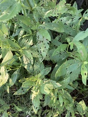 Ophraella notulata