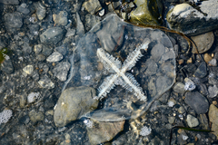 Staurostoma mertensii