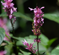 Odontonema callistachyum