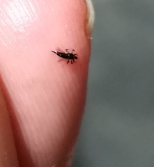 Klambothrips myopori
