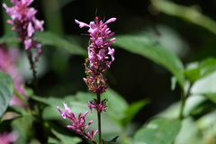 Odontonema callistachyum