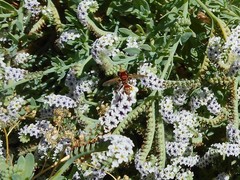 Physocephala marginata