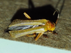 Cantharis rufa
