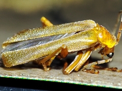 Cantharis rufa